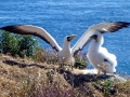 Masked Booby