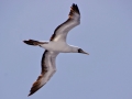 Masked Booby