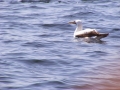Masked Booby