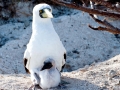 Masked Booby