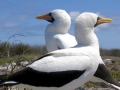 Masked Booby
