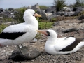 Masked Booby