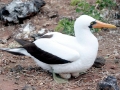 Masked Booby