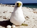 Masked Booby