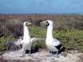 Masked Booby