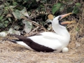 Masked Booby