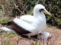 Masked Booby