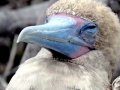 Masked Booby