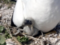 Masked Booby