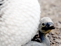 Masked Booby