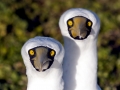 Masked Booby