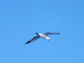 Masked Booby
