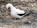 Masked Booby
