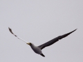 Masked Booby