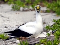 Masked Booby