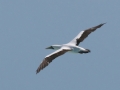 Masked Booby