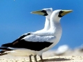 Masked Booby