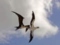 Masked Booby
