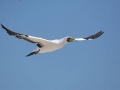 Masked Booby