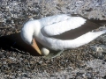 Masked Booby