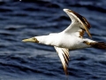 Masked Booby