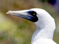 Masked Booby