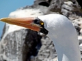 Masked Booby