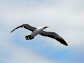 Masked Booby