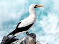 Masked Booby