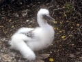 Masked Booby