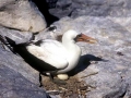 Masked Booby