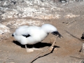 Masked Booby