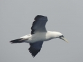 Masked Booby