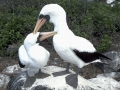 Masked Booby