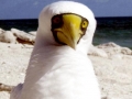 Masked Booby