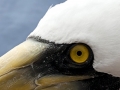 Masked Booby