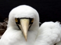 Masked Booby