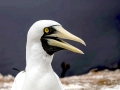 Masked Booby