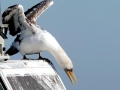 Masked Booby