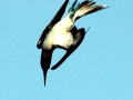 Masked Booby