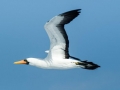 Masked Booby