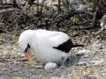 Masked Booby