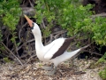 Masked Booby
