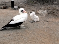 Masked Booby
