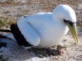 Masked Booby