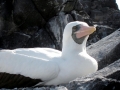 Masked Booby