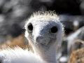 Masked Booby