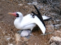 Masked Booby