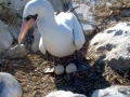 Masked Booby