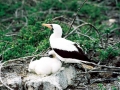 Masked Booby